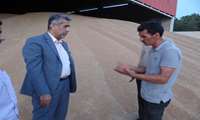 بازدید سرزده فرماندار دشتی از مرکز خرید گندم در کارخانه آرد شهر خورموج