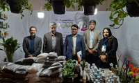 بازدید فرماندار دشتی از نمایشگاه خرما 
