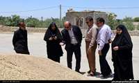خرید بیش از هفت هزار تن گندم از کشاورزان شهرستان دشتی